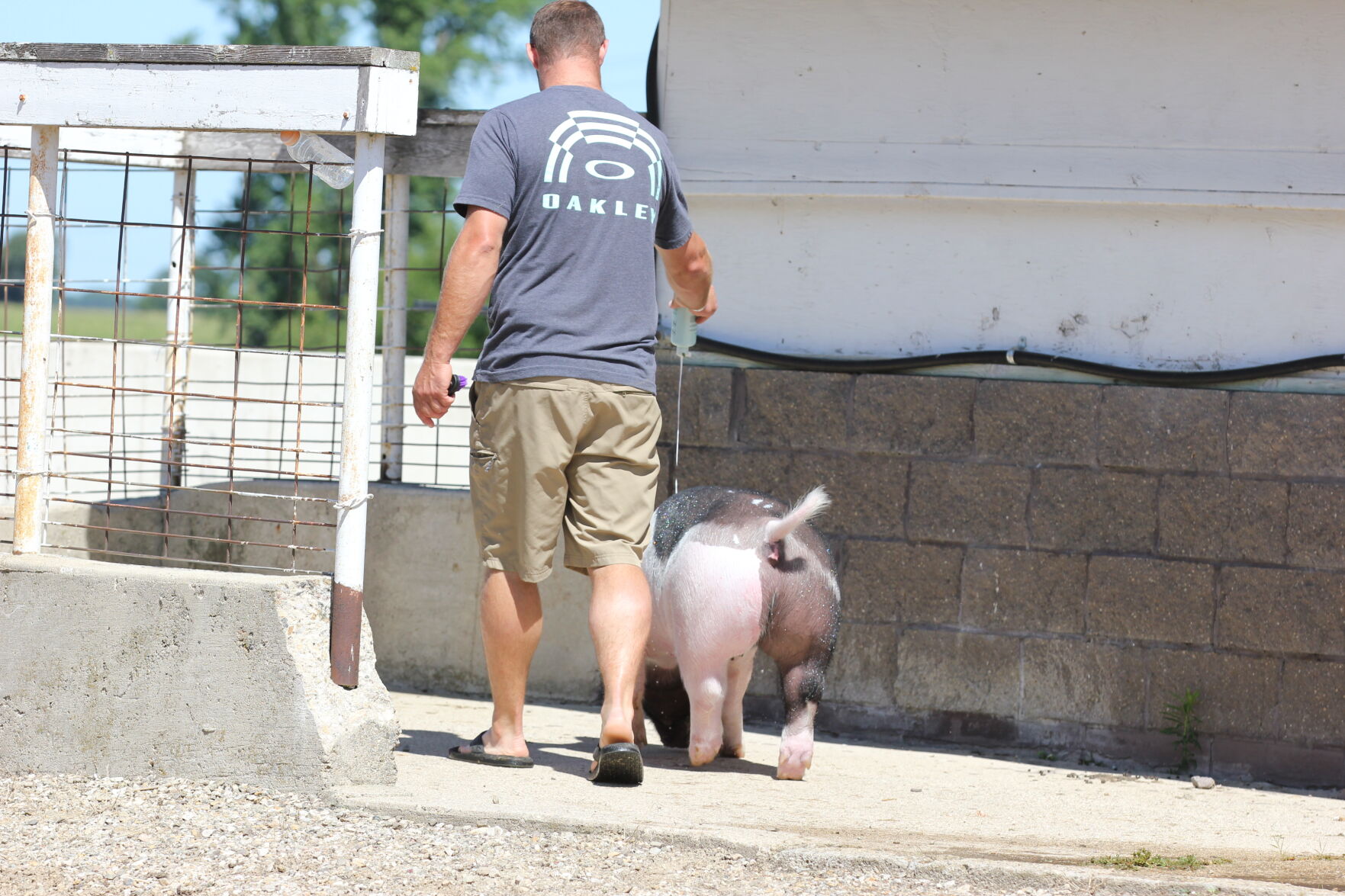 Pig Shine.JPG